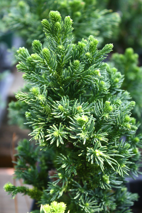 Cryptomeria japonica